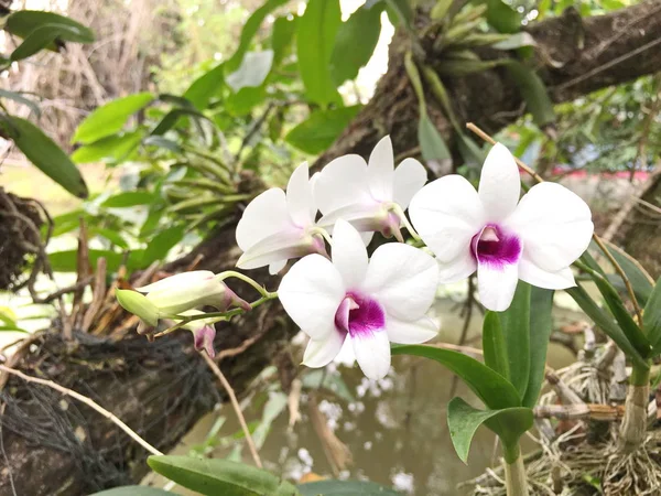 Vackra orkidé blomma på träd, orkidé foto — Stockfoto