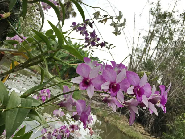 Vackra orkidé blomma på träd, orkidé foto — Stockfoto