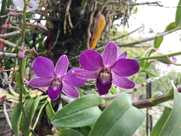 Красивый цветок орхидеи на дереве, фото орхидеи — стоковое фото