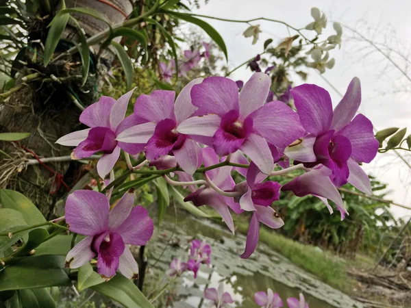 Flor hermosa de la orquídea en el árbol, foto de la orquídea —  Fotos de Stock