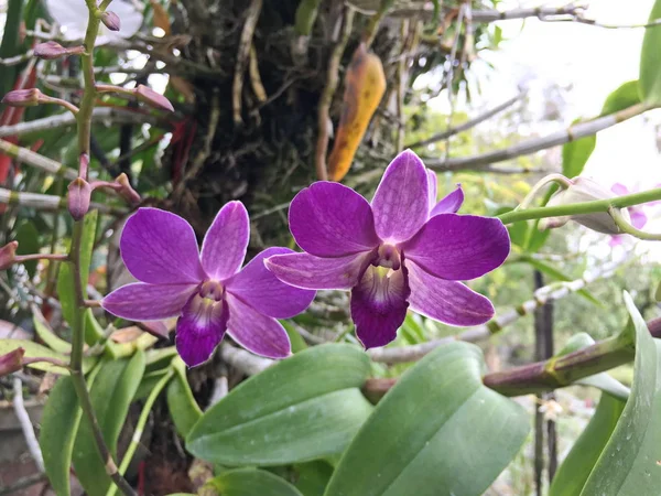 Красивый цветок орхидеи на дереве, фото орхидеи — стоковое фото