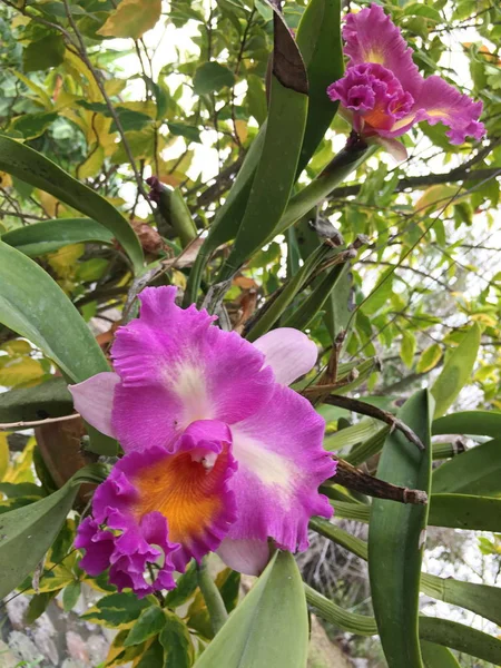 Beautiful orchid flower on the tree, orchid photo — Stock Photo, Image