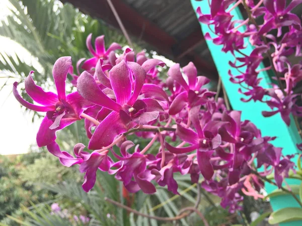 Ağaç, orkide resmi güzel orkide çiçek