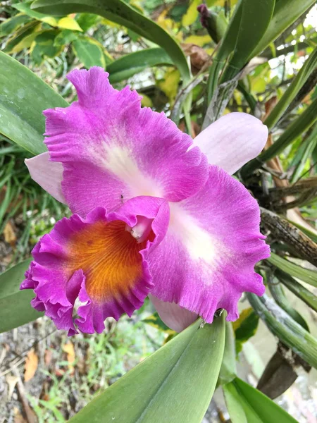 Vackra orkidé blomma på träd, orkidé foto — Stockfoto