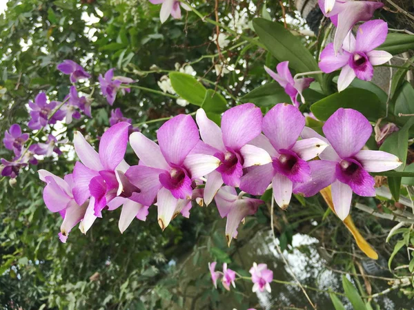 Bela flor de orquídea na árvore, foto de orquídea — Fotografia de Stock