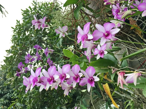 Flor hermosa de la orquídea en el árbol, foto de la orquídea —  Fotos de Stock