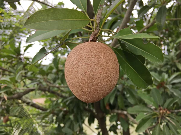 Doğa bahçesinde taze manilkara zapota meyvesi