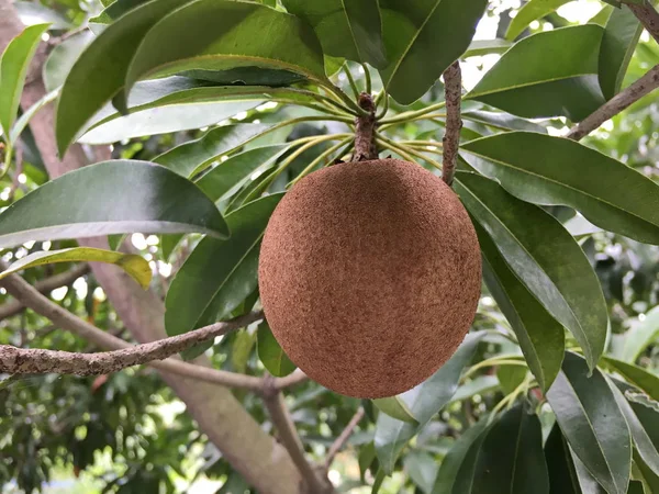 Vers manilkara zapota fruit in de natuur tuin — Stockfoto