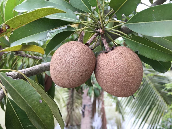 Fruits frais de manilkara zapota dans le jardin naturel — Photo