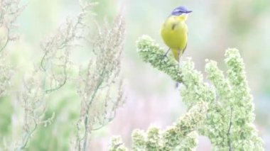 Petit Oiseau Jaune Vidéo Smoliakov 109252098