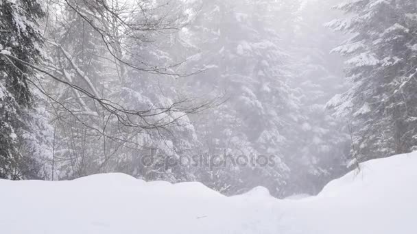 Besneeuwde weer in het bos — Stockvideo