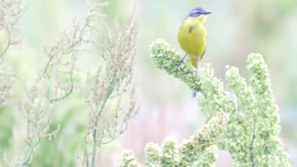 Μικρό κίτρινο πουλί — Αρχείο Βίντεο