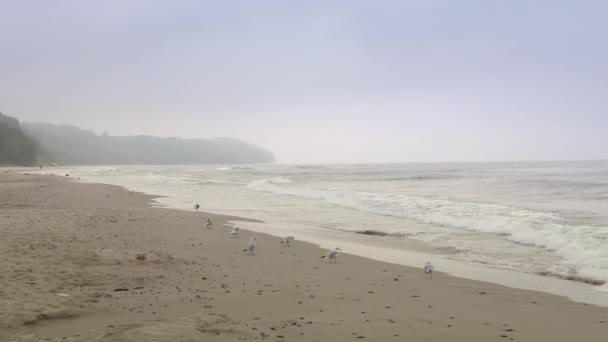 Landschap van de Baltische Zee. De kustlijn van de Baltische Zee. Strand tijdens bewolkte dag. — Stockvideo