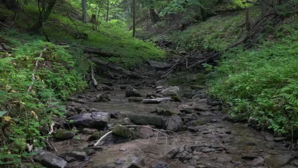 Pequeño río de montaña en el bosque. Imágenes de UHD . — Vídeo de stock