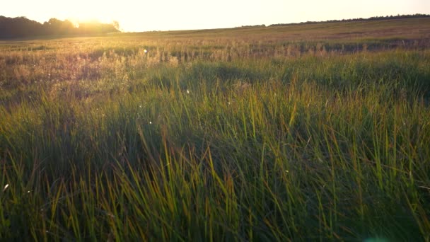 Ländliche Herbstlandschaft. — Stockvideo