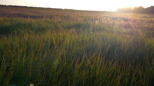 Herfst landschap. — Stockvideo