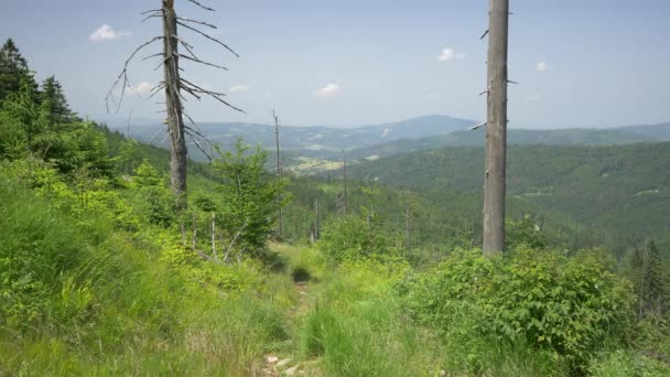 Landschap vol met dode bomen. — Stockvideo