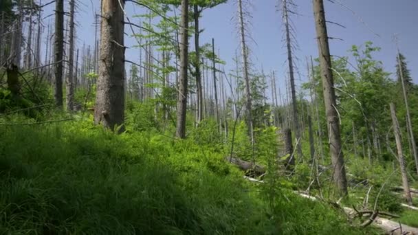 Landschaft voller abgestorbener Bäume. — Stockvideo