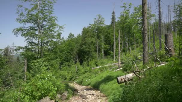 Landskap fullt av döda träd. — Stockvideo