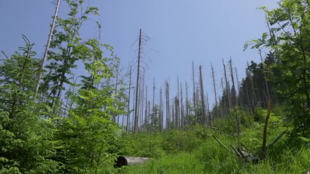 Landschaft voller abgestorbener Bäume. — Stockvideo