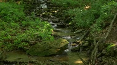Ormanın ortasında küçük şelale.