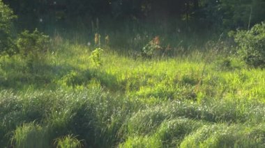 Güzel yaz manzarası