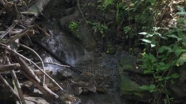 Orta küçük nehir ile tabiat manzarası - yeşil eski orman.