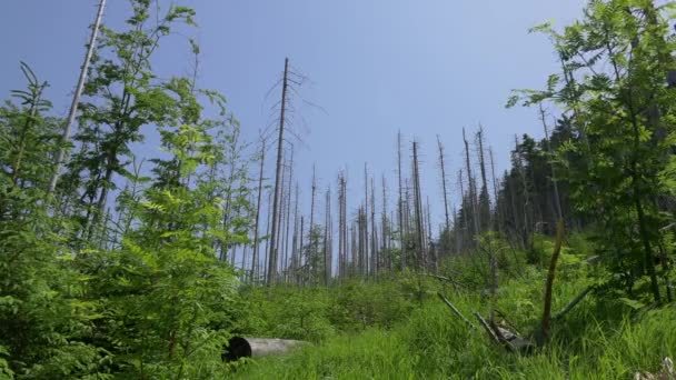 Landschaft voller abgestorbener Bäume. — Stockvideo