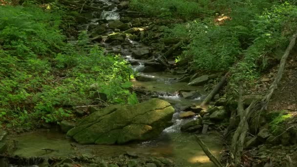 Pequena cachoeira no meio da floresta . — Vídeo de Stock