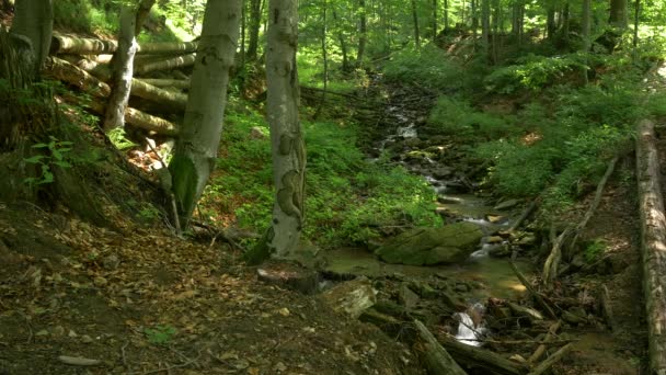 Kleine waterval Midden in bos. — Stockvideo