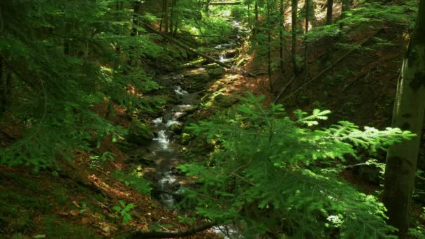 Pequeña cascada en medio del bosque . — Vídeo de stock