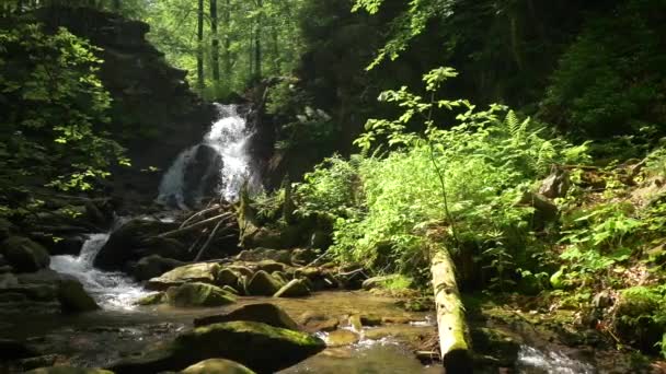 Kleiner Wasserfall mitten im Wald. — Stockvideo