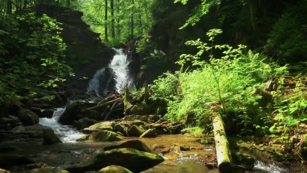 Kleiner Wasserfall mitten im Wald. — Stockvideo
