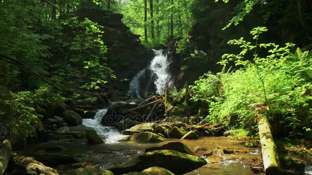 Little waterfall in the middle of forest. — Stock Video