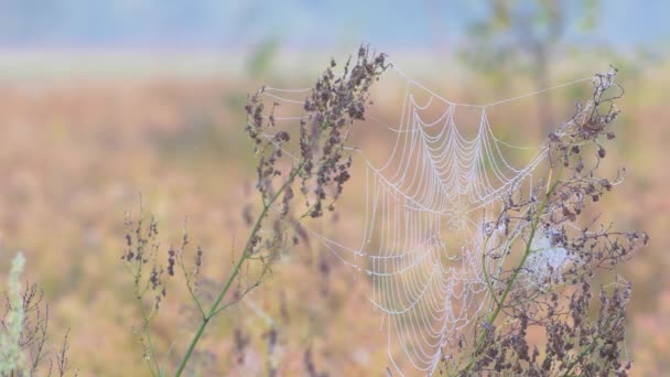 Belle toile d'araignée sur la prairie . — Video