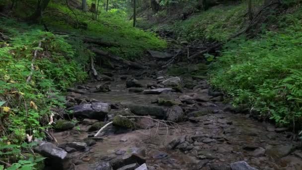 Paysage sauvage - vieille forêt verte avec petite rivière au milieu .