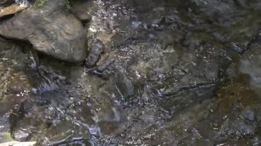 Orta küçük nehir ile tabiat manzarası - yeşil eski orman.