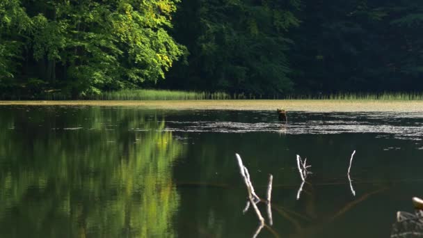 Landschappen van Europa. — Stockvideo