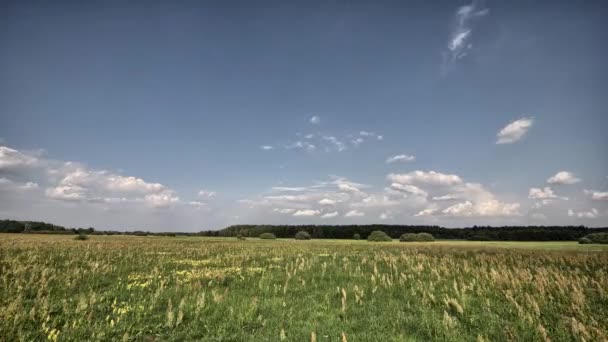 Beautiful summer landscape — Stock Video