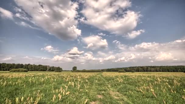 Beautiful summer landscape — Stock Video