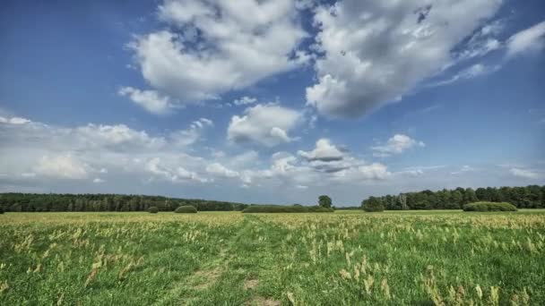 Prachtig zomers landschap — Stockvideo