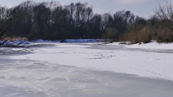 Vinterlandskap, äng täckt av snö. — Stockvideo