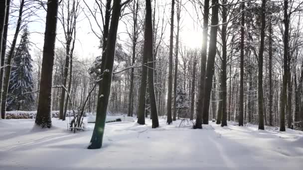 Mroźny, snowy krajobraz. — Wideo stockowe