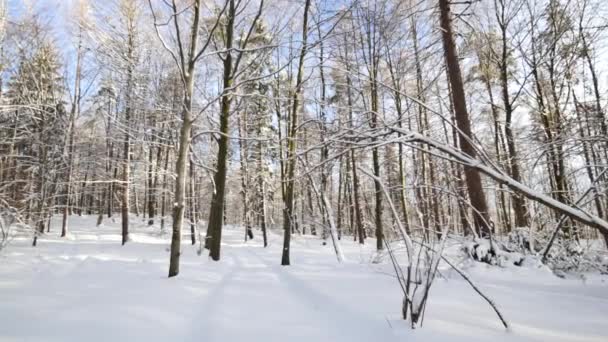 Морозний, snowy краєвид . — стокове відео