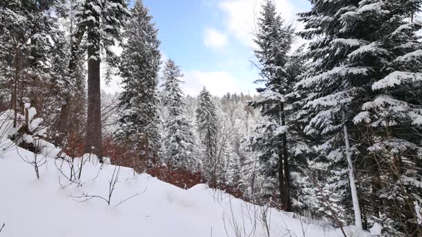 Frostige, verschneite Landschaft. — Stockvideo