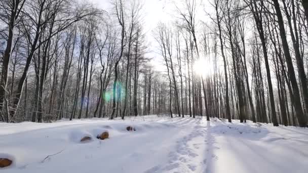 Hermoso bosque cubierto de nieve — Vídeos de Stock