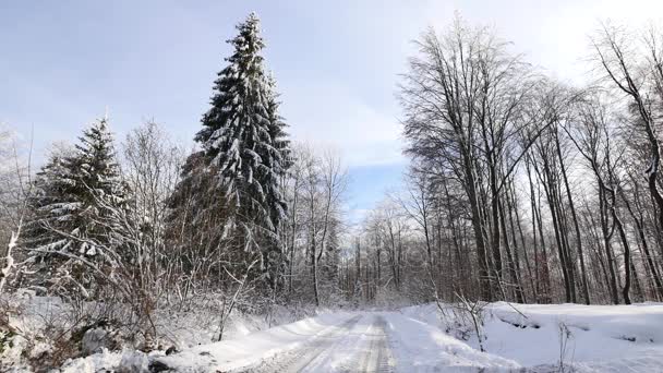 Schöner Wald mit Schnee bedeckt. — Stockvideo