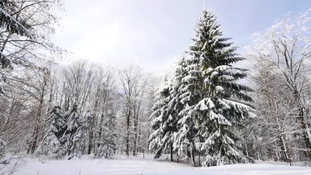 Hermoso bosque cubierto de nieve . — Vídeos de Stock