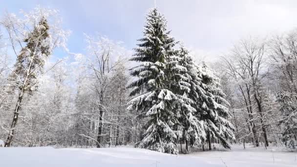 Schöner Wald mit Schnee bedeckt. — Stockvideo