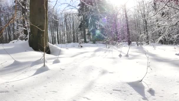 Πολωνία Komancza Ημερομηνία 12312017 Ηλιόλουστη Ημέρα Στο Δάσος Καλυμμένο Χιόνι — Αρχείο Βίντεο